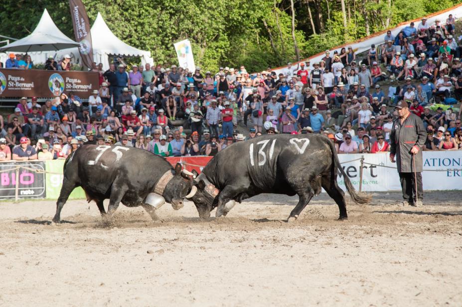L'édition 2019 de la Finale Nationale de la Race d'Hérens sera organisée par la Région Dents du Midi